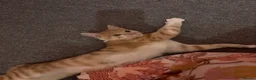 Mixed Breed cats for sale: 7 months old kitten  - Advert 3