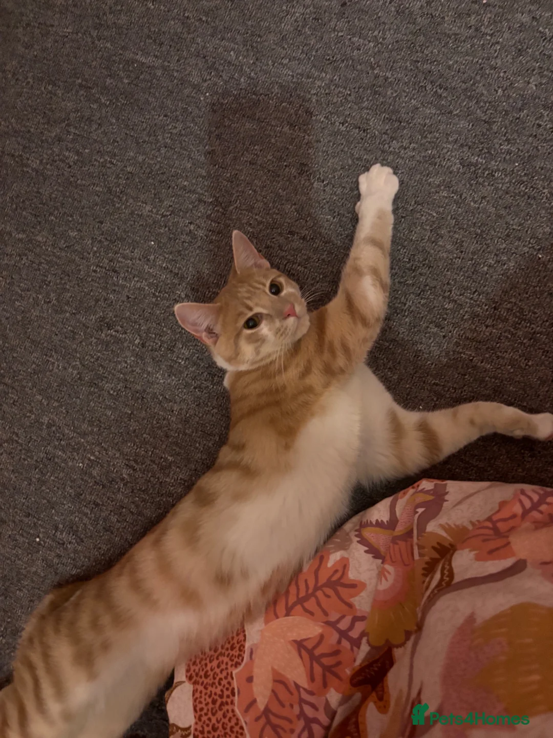 Mixed Breed cats for sale: 7 months old kitten  - Advert 3