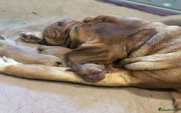 Dogue De Bordeaux dogs for sale: Dogue de Bordeaux puppies now available! - Image 16