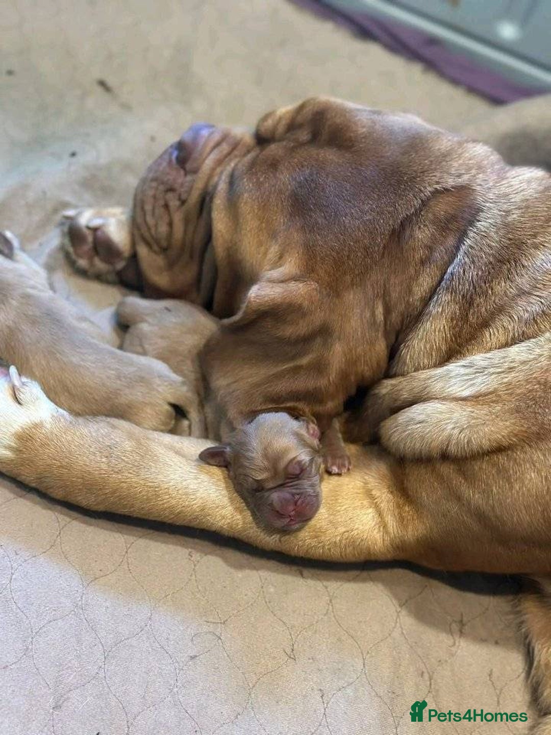 Dogue De Bordeaux dogs for sale: Dogue de Bordeaux puppies now available! - Image 16