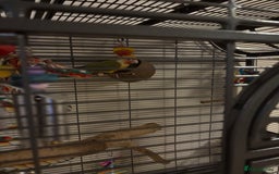 Conures birds for sale: Green cheek pineapple conure  - Image 4
