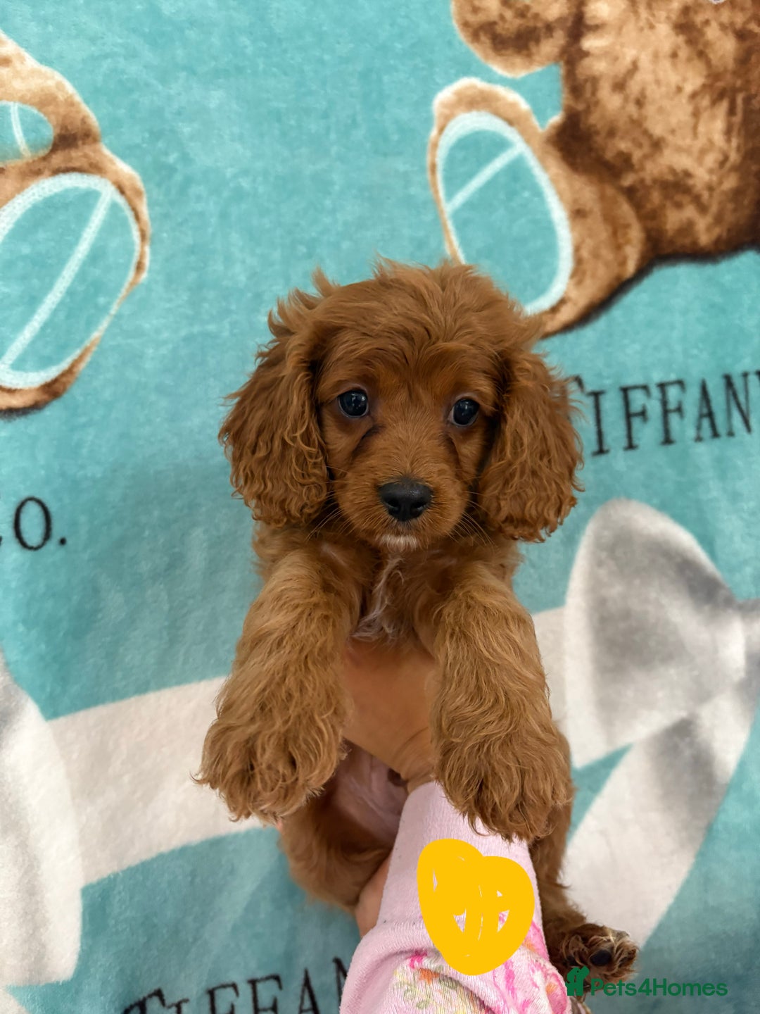 Cavapoo dogs for sale: READY NOW!! F1 Cavapoos  - Image 5