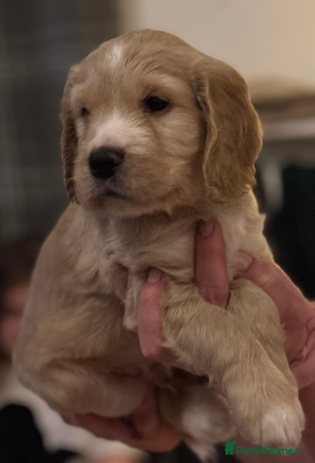 Cockapoo dogs for sale: Cockapoo X Coker spaniel  - Advert 20