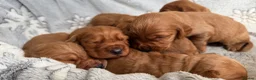 Cocker Spaniel dogs for sale: Cocker Spaniel puppies  - Advert 10