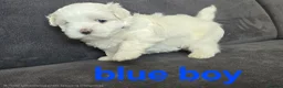 Maltese dogs for sale: ⭐️KC registered Maltese puppies⭐️ - Advert 28