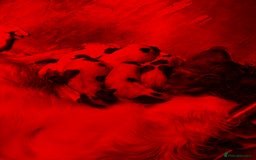 English Springer Spaniel dogs for sale: Springer spaniel puppies - Image 10