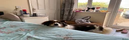 Mixed Breed dogs for adoption: Kori - Badersfield Norfolk  - Advert 15
