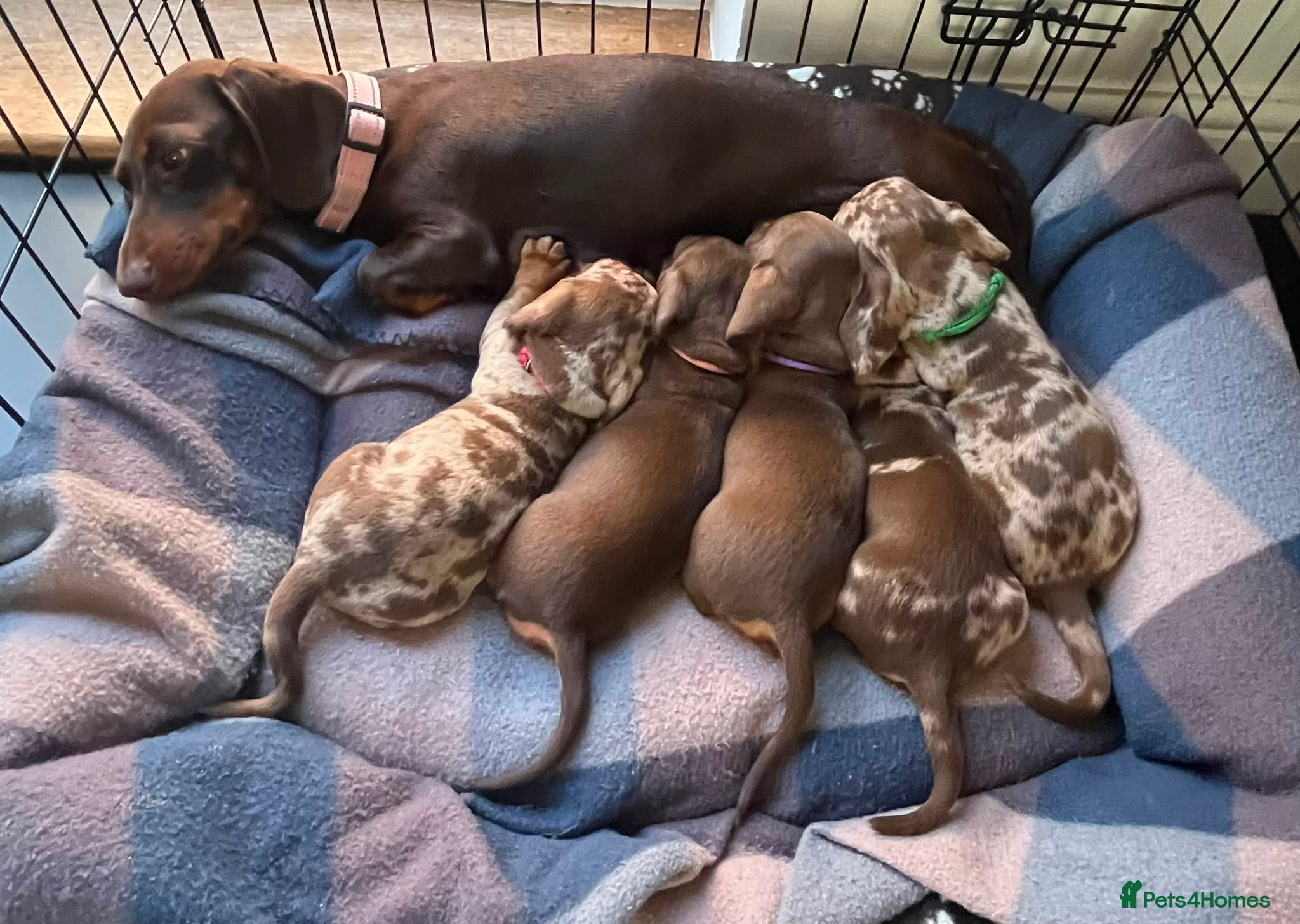 Miniature Dachshund dogs Beautiful pups from an experienced home  - Advert 1