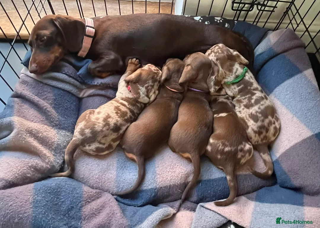 Miniature Dachshund dogs for sale: Beautiful pups from an experienced home  - Advert 1