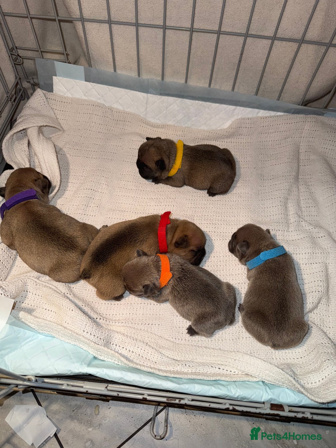 French Bulldog dogs for sale: 2 girls full French bulldogs  - Advert 12