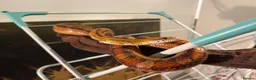 Corn Snake reptiles for sale: 5yo corn with vivarium - PRICE NEGOTIABLE - Advert 4