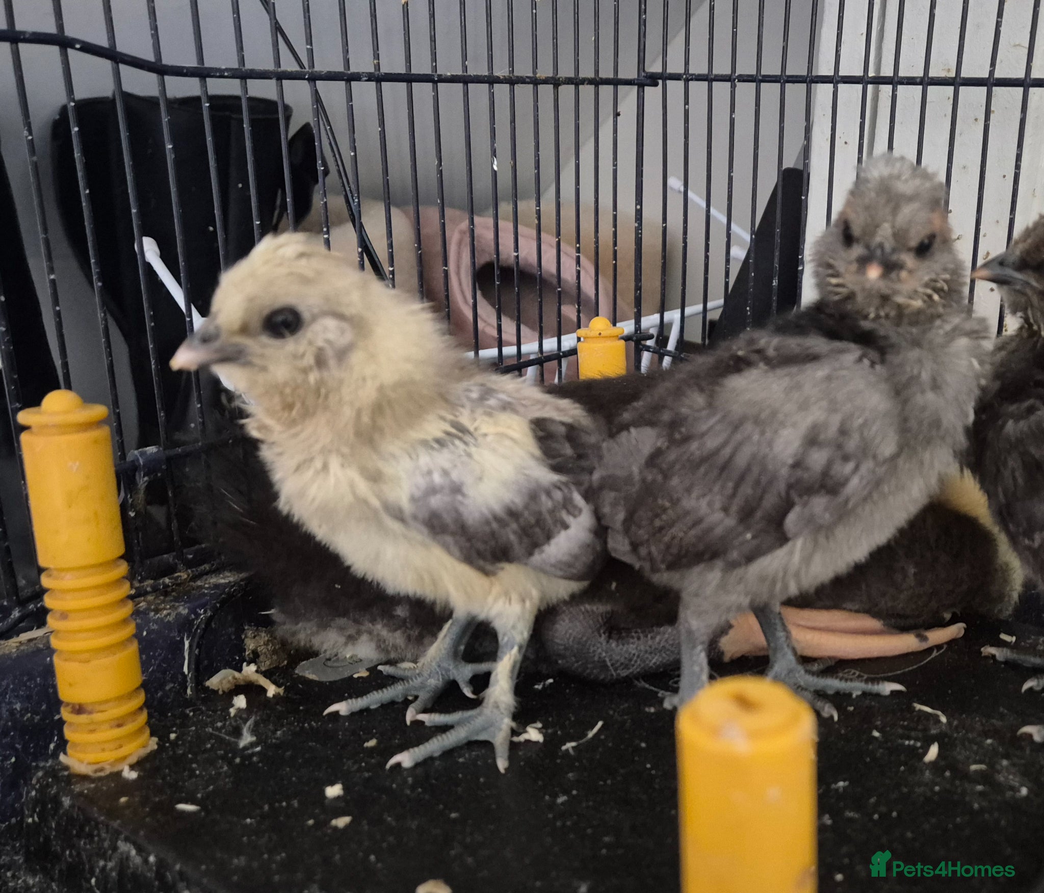 Chickens poultry Polish, silkie and polskies - Advert 10