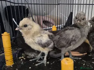 Chickens poultry Polish, silkie and polskies - Advert 10