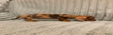 Miniature Dachshund 1