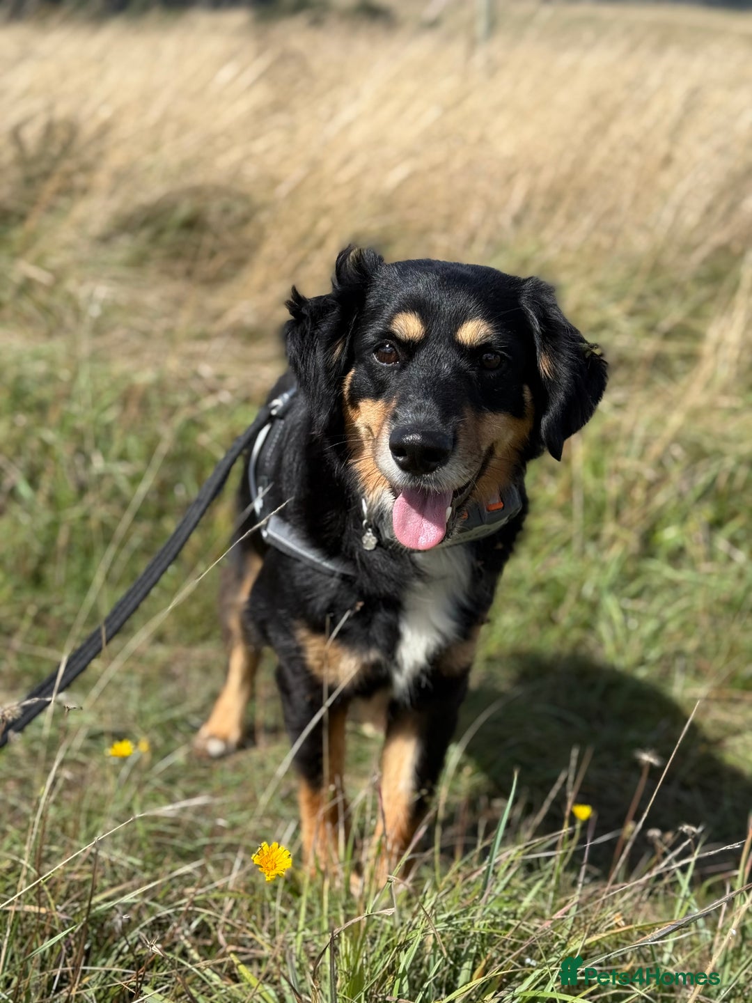 Mixed Breed dogs for adoption: Sweet Bubu Looking For Love  - Image 16
