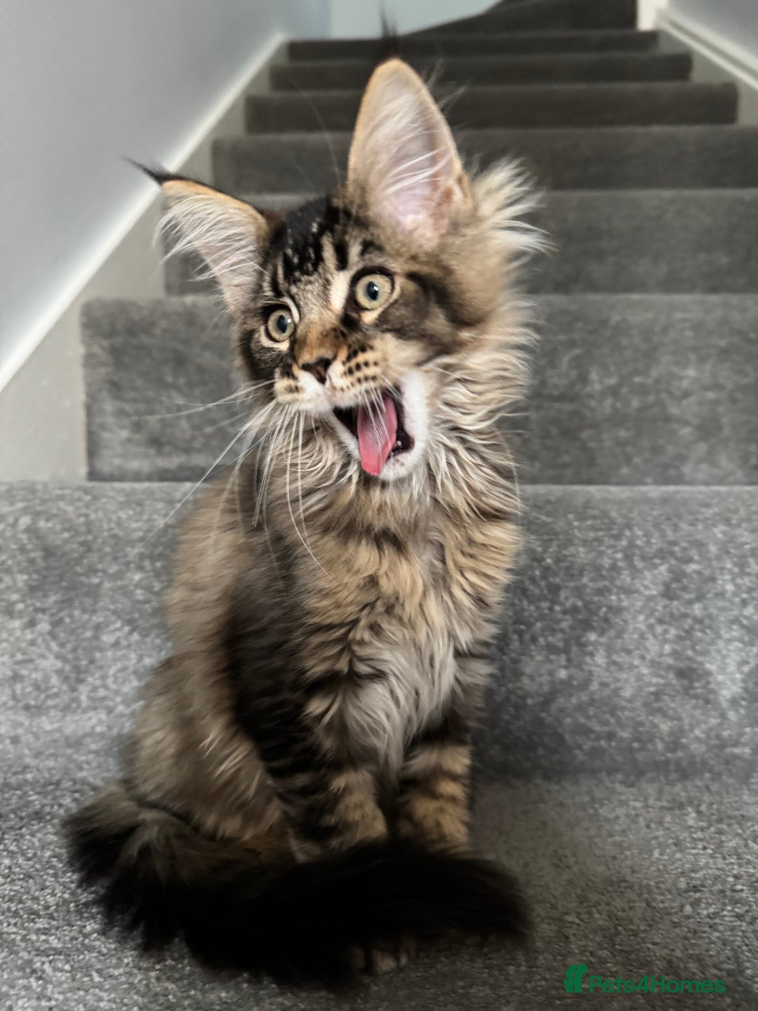 Maine Coon cats for sale: Perfect Maine Coons - Image 1