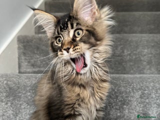 Maine Coon cats - Advert 2