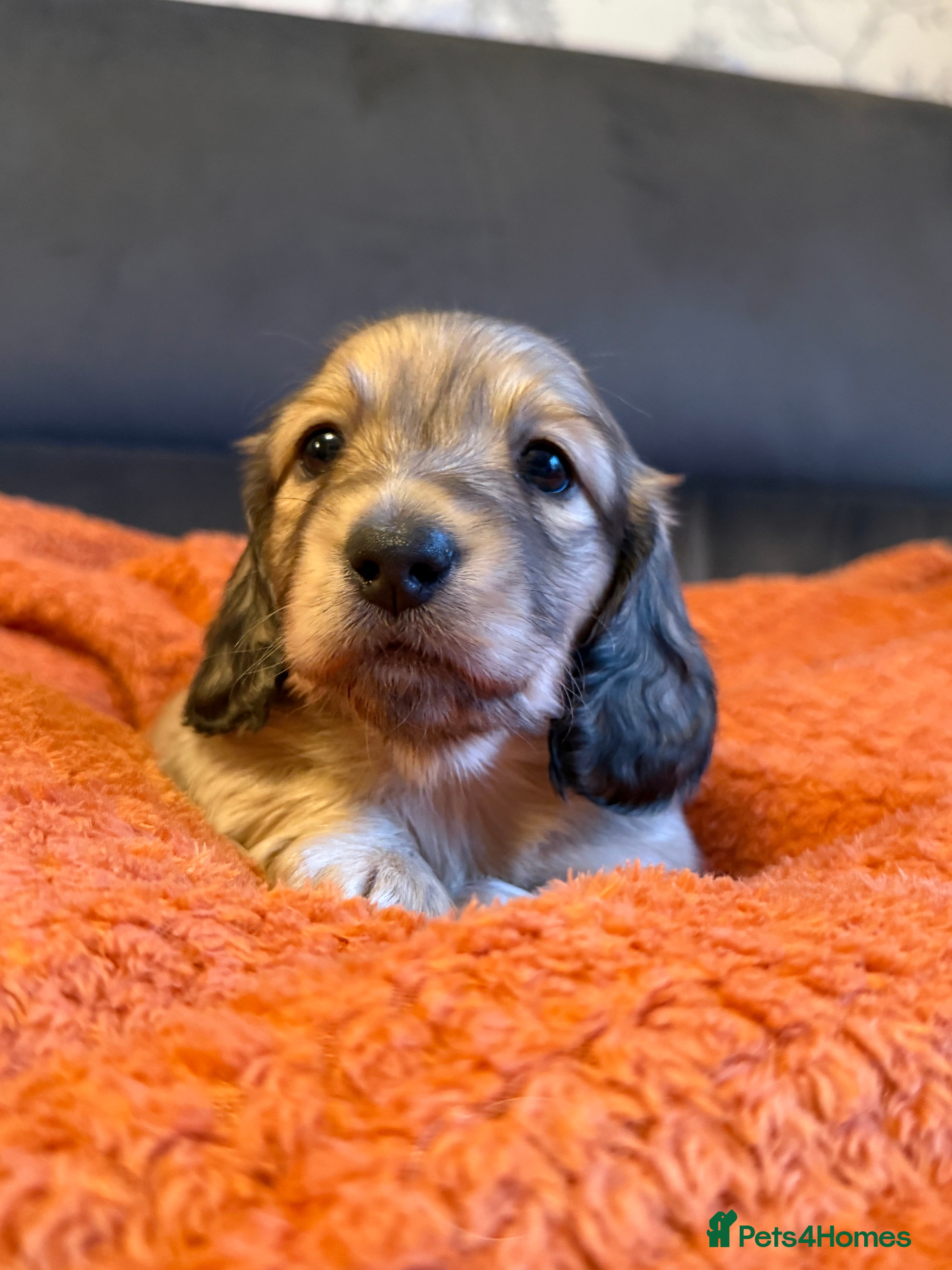 Miniature Dachshund dogs One long haired shaded cream mini boy left  - Advert 15
