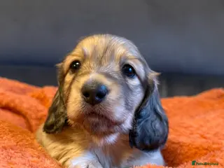 Miniature Dachshund dogs One long haired shaded cream mini boy left - Advert 15