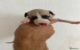 Whippet dogs for sale: Stunning kc reg whippet puppies  - Image 9