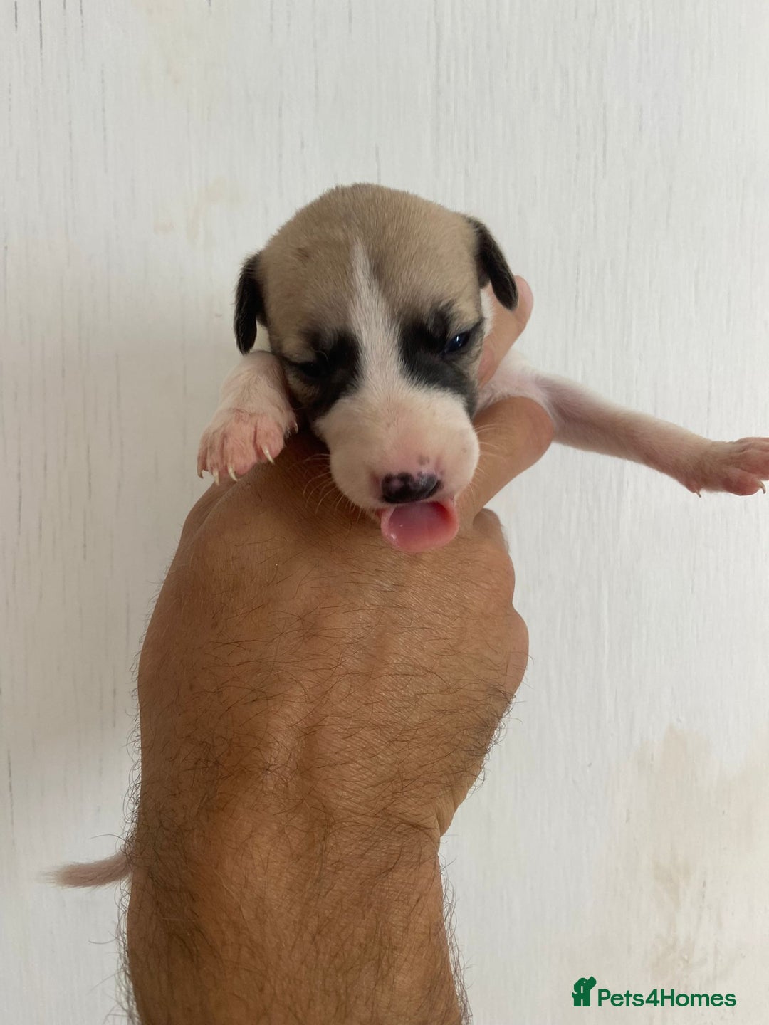 Whippet dogs for sale: Stunning kc reg whippet puppies  - Image 9