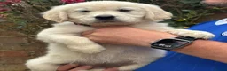 Golden Retriever dogs for sale: ⭐️ KC health tested golden retrievers ⭐️ - Advert 8