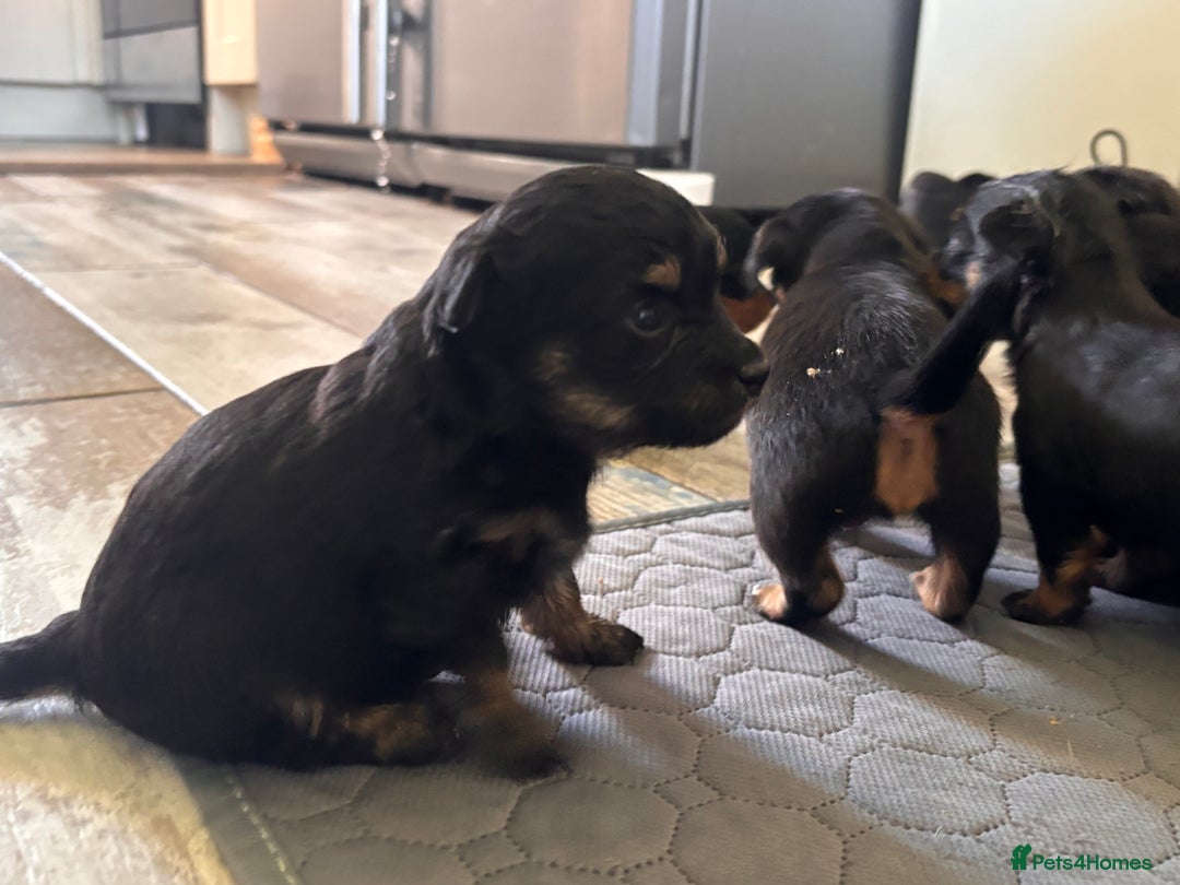 Mixed Breed dogs for sale: Jackawawa - Image 20
