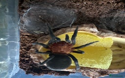 Tarantulas invertebrates for sale: Brazilian red head Bumba Horrida  - Image 2
