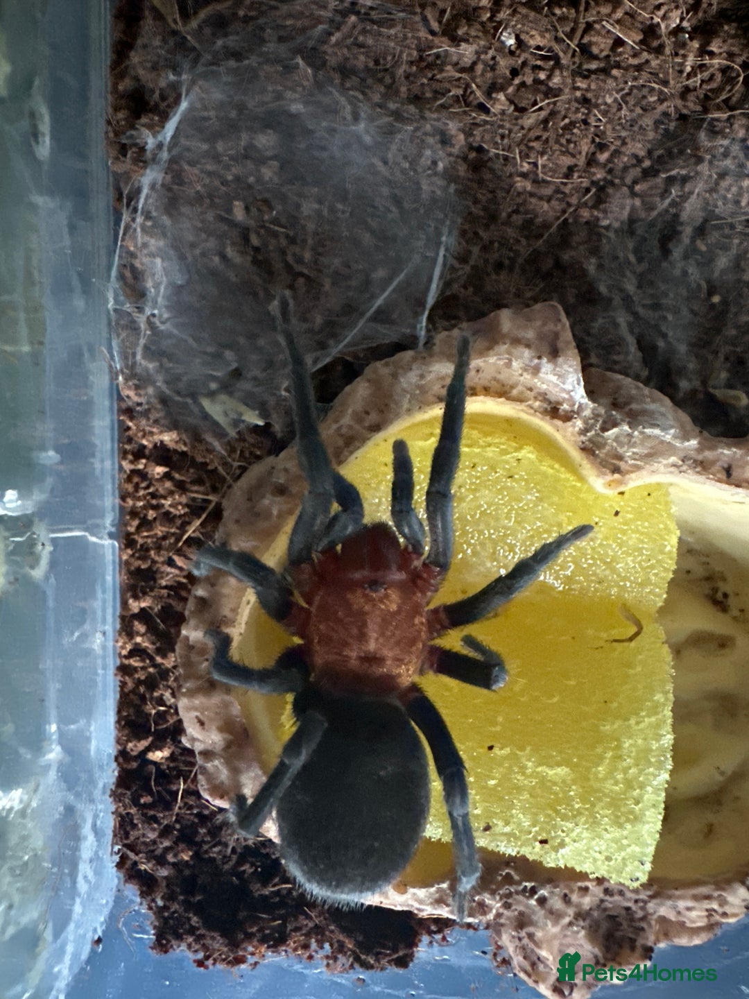 Tarantulas invertebrates for sale: Brazilian red head Bumba Horrida  - Image 2
