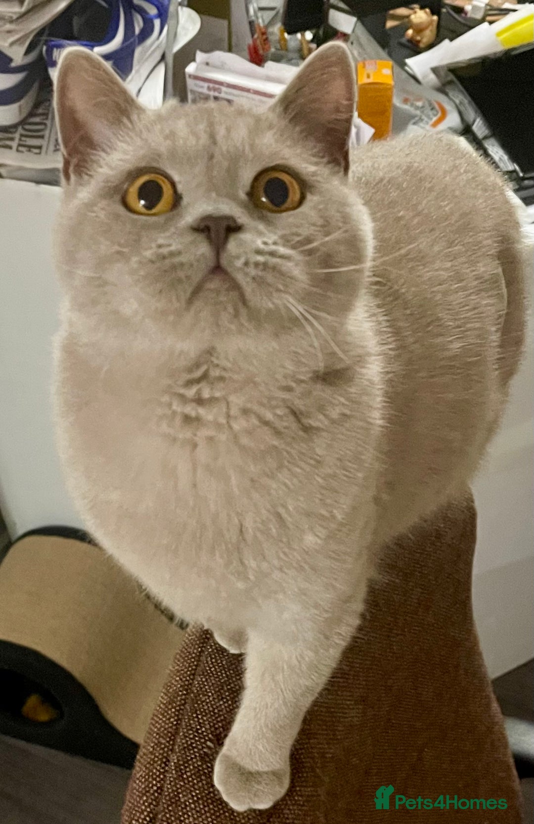 British Shorthair cats for sale: Gorgeous Blue and Lilac British shorthairs - Advert 2