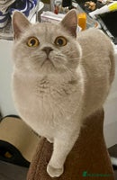 British Shorthair cats Gorgeous Blue and Lilac British shorthairs - Advert 3