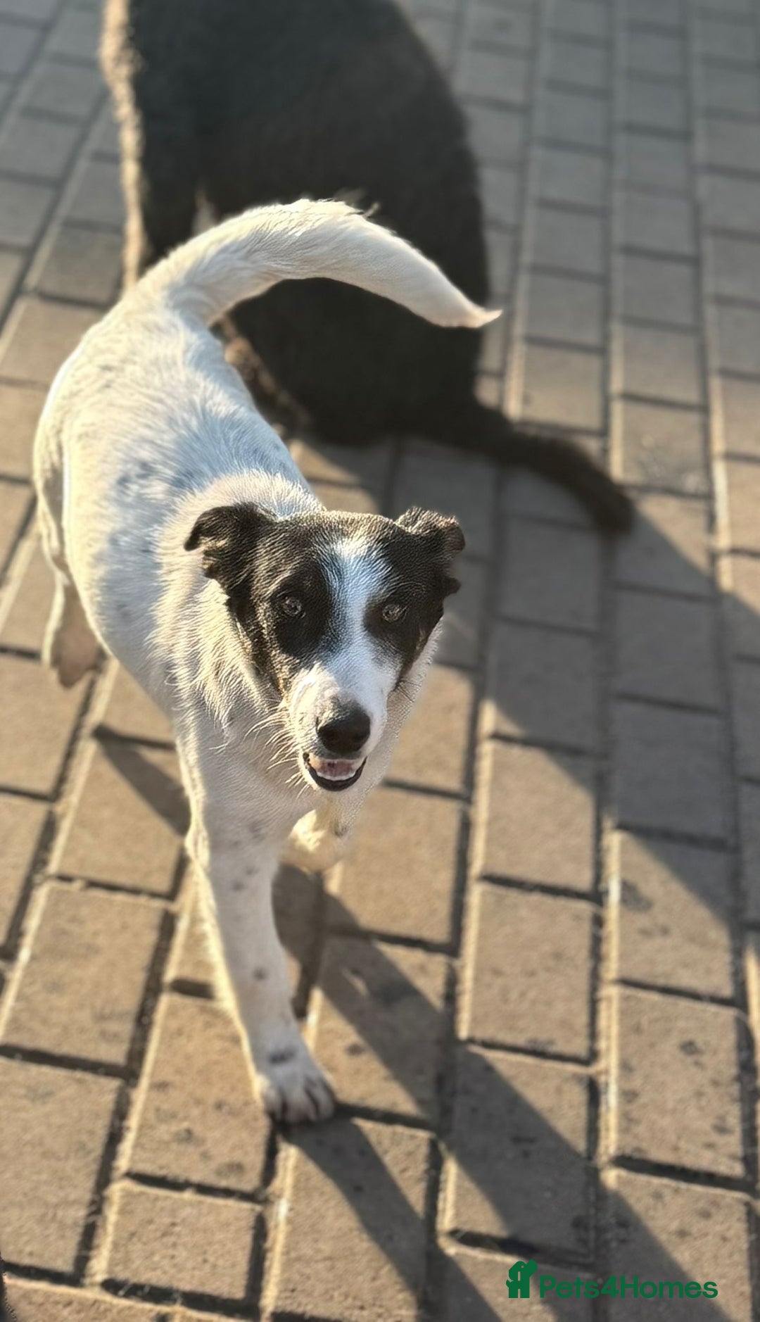 Mixed Breed dogs for adoption: Gorgeous little Andor looking for love - Advert 15