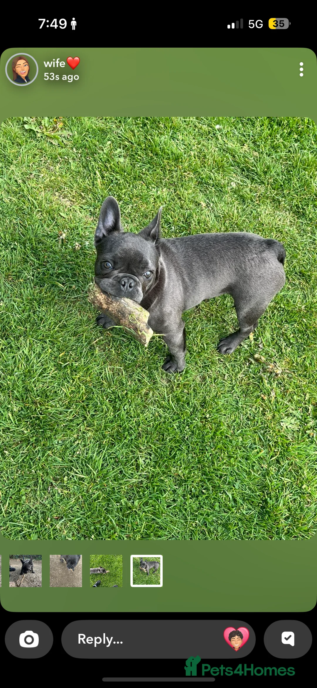 French Bulldog dogs for sale: french bulldog  - Advert 5