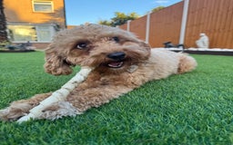 Cavapoochon dogs for sale: Cavapoochon for Re-homing 🐾💕 - Advert 2
