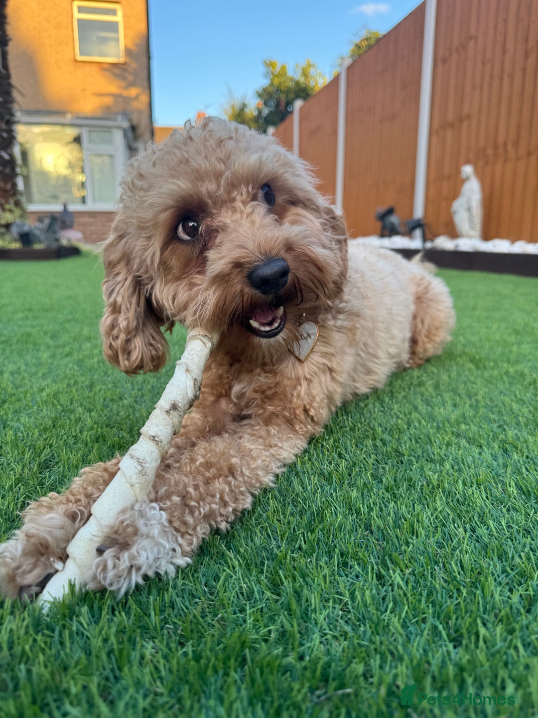 Cavapoochon dogs for sale: Cavapoochon for Re-homing 🐾💕 - Advert 2