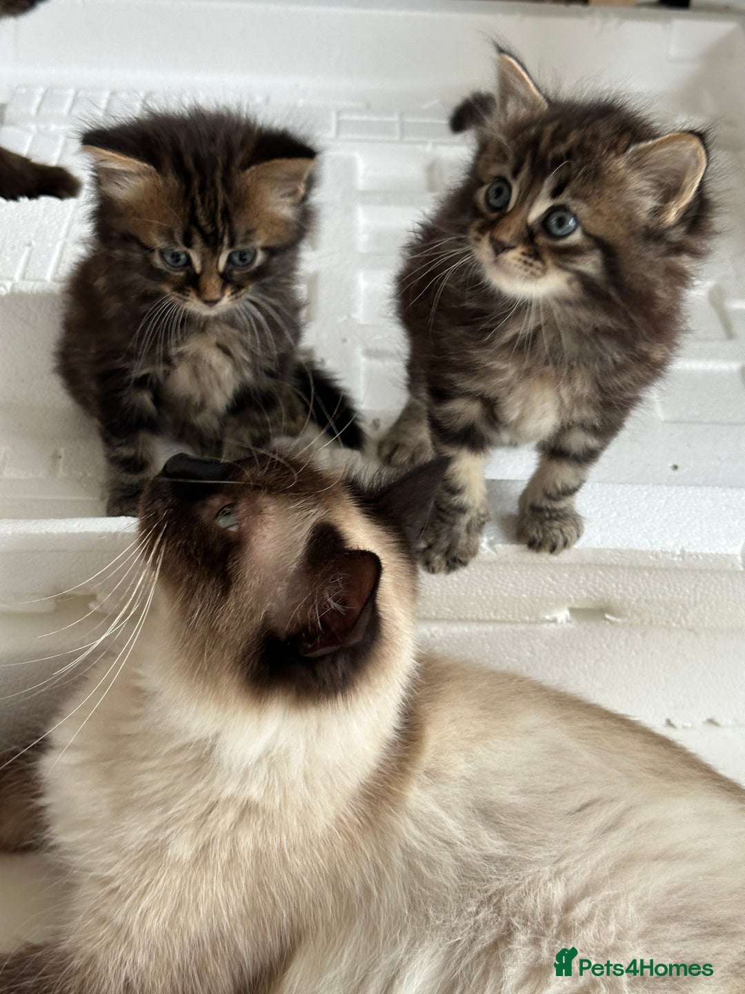 Mixed Breed cats for sale: Ragdoll Cross Kittens, 2 boys 1 girl - Advert 2