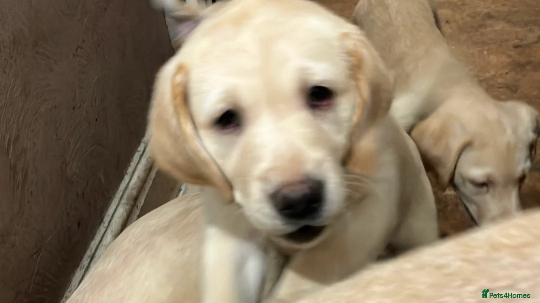 Labrador Retriever dogs for sale: Gorgeous Labrador puppies for sale. - Advert 8