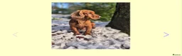 Cocker Spaniel dogs for sale: Dumplings 🥟  - Advert 9