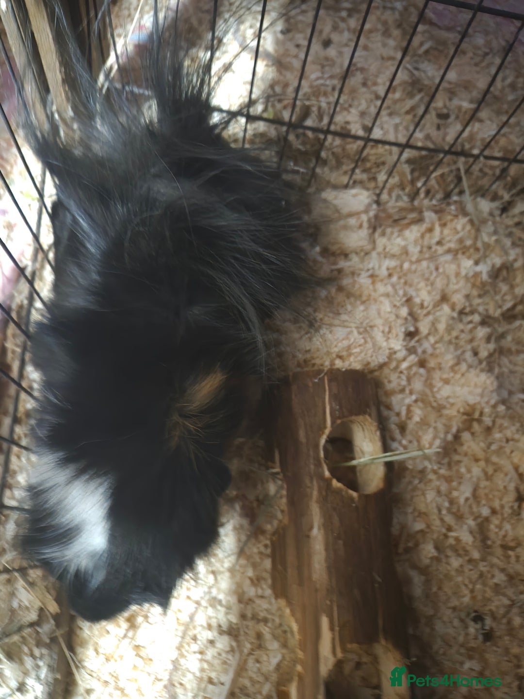 Guinea Pig rodents for sale: Lovely guinea pig - Advert 1