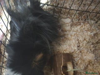 Guinea Pig rodents Lovely guinea pig - Advert 1