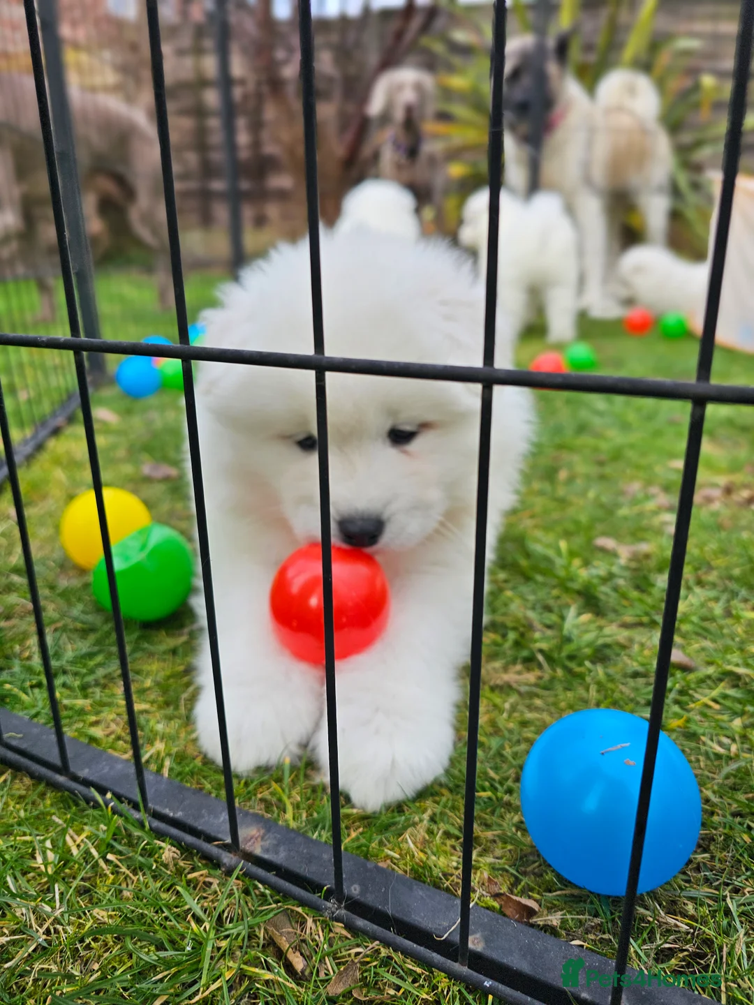 Samoyed dogs for sale: ⭐ EXCEPTIONAL BEAR-HEAD PUPPIES ⭐Champion Heritage - Advert 27