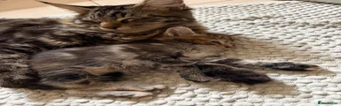 Mixed Breed 3
