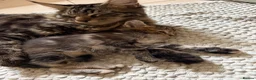 Mixed Breed cats for sale: Mix maincoon kittens - Advert 15