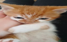 Mixed Breed cats for sale: 3 ginger males 1 calico female - Image 1