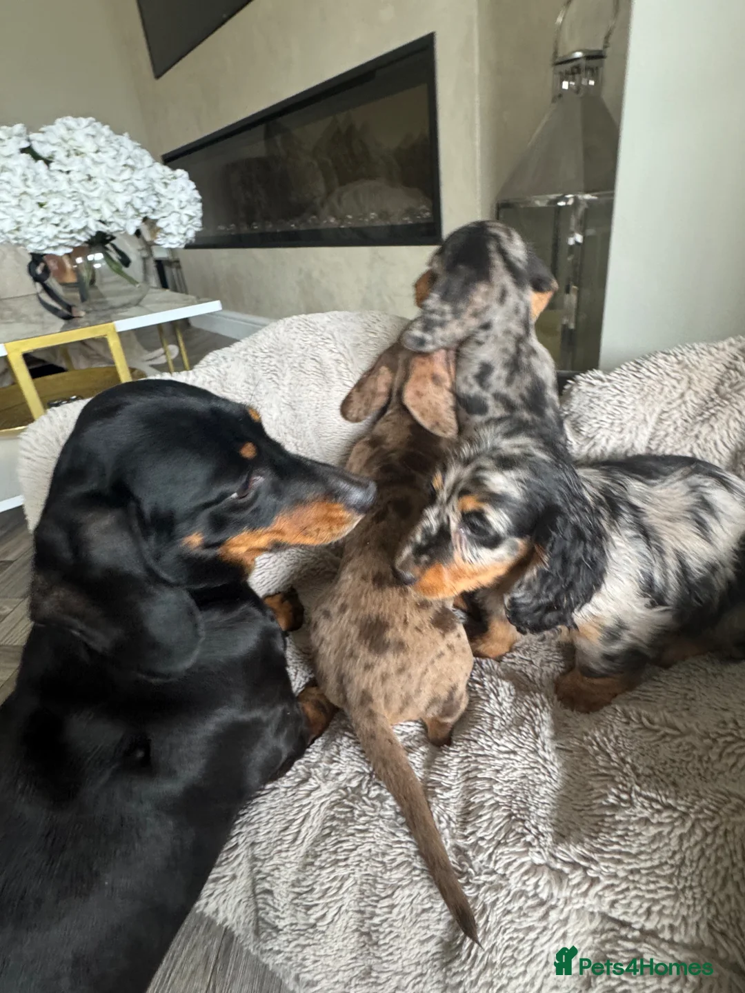 Miniature Dachshund dogs for sale: Miniature dachshund  - Advert 17