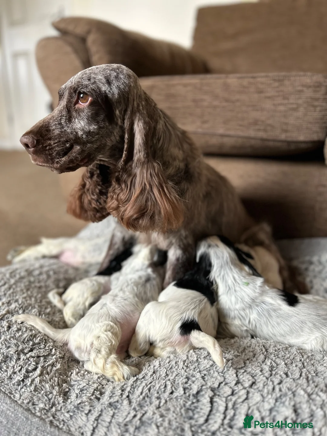Cocker Spaniel dogs for sale: KC registered, health tested, show type boys - Advert 7