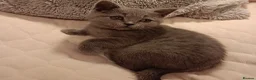 British Shorthair cats for sale: Blue British shorthairs kittens with GCCFpedigree - Advert 2
