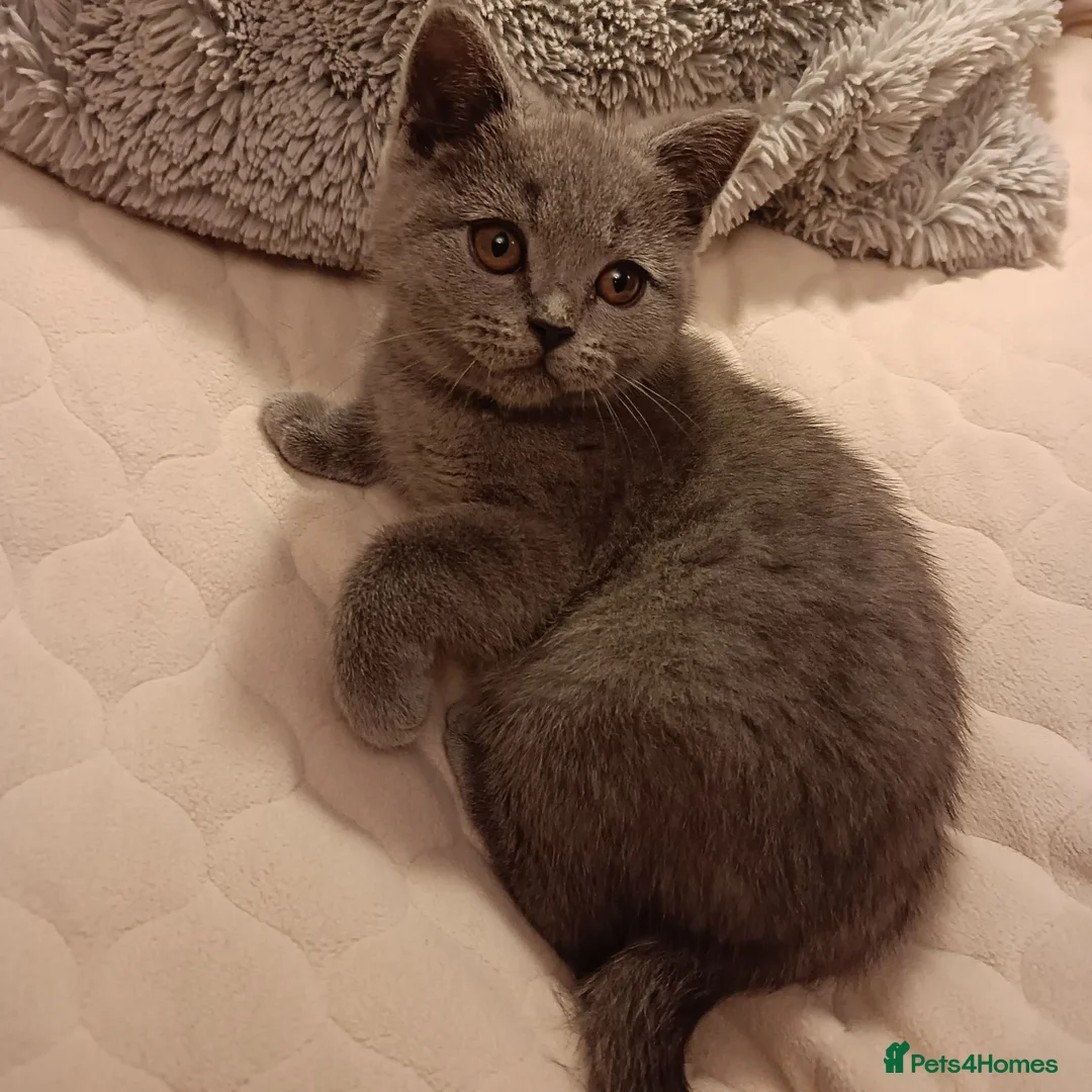 British Shorthair cats for sale: Blue British shorthairs kittens with GCCFpedigree - Advert 2