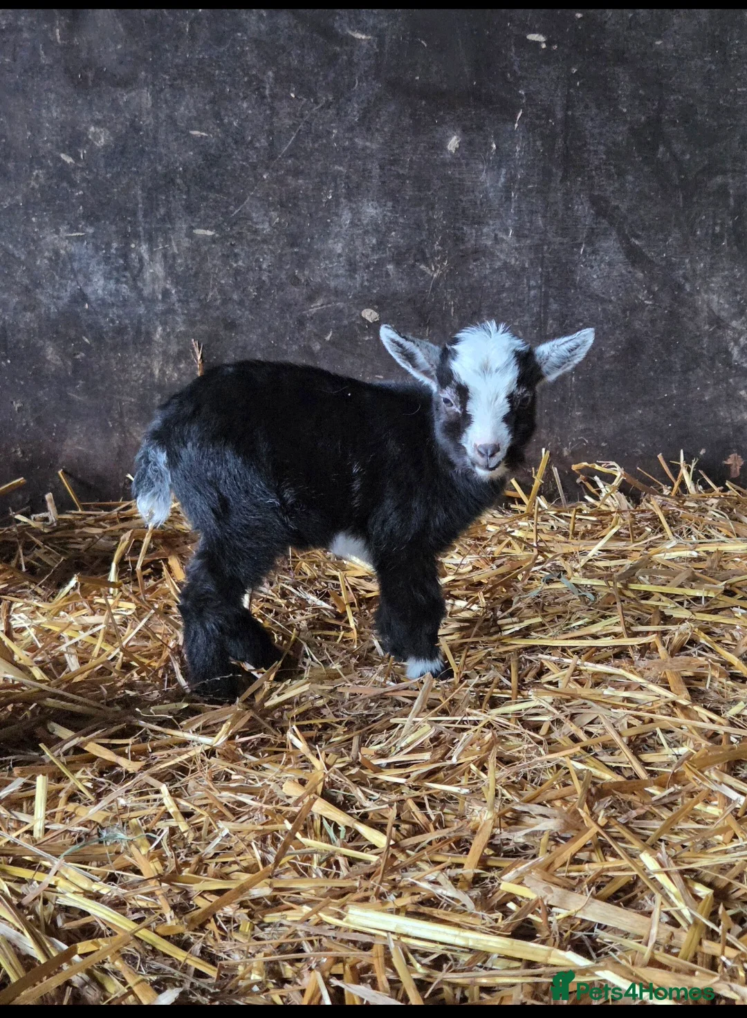 Goats livestock for sale: Stunning pygmy goat kids  - Advert 2