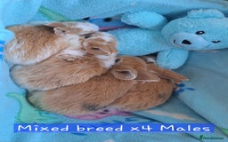 Mixed Breed rabbits for sale: 3 baby rabbits left for sale (ready now) - Image 4
